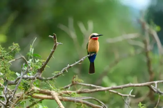 Birds Safari